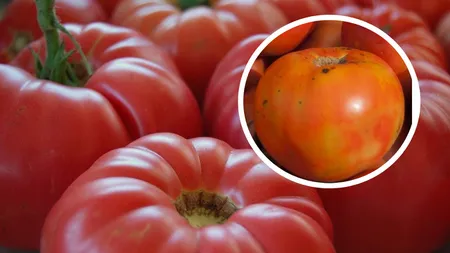 Ce semnifică punctele negre de pe roșii. Dacă le vezi, nu mai consuma tomatele!