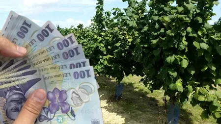 Recolta care te poate transforma în bogătaș chiar și în timpul secetei! Cum a reusit Ciprian să strângă 14.000 de kg de produs în ciuda caniculei