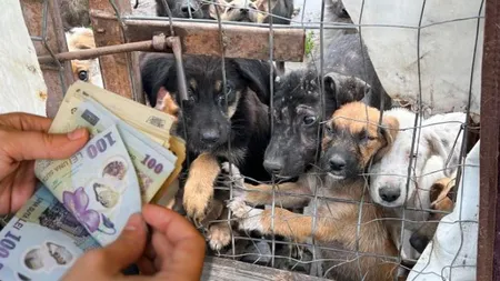 Soluţie inedită la pentru problema câinilor vagabonzi: bani pentru cei care aduc câini la adăpost