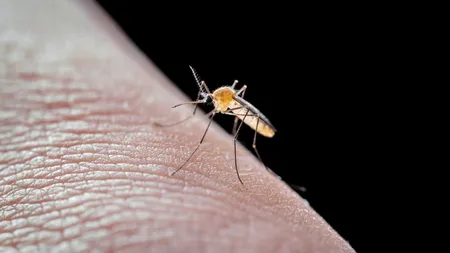Val de infectări cu virusul West Nile în Suceava! Un bărbat a murit și alte două persoane se luptă cu boala