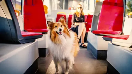 Noi reguli pentru accesul animalelor de companie în mijloacele de transport în comun. Şoferii vor fi instruiţi periodic