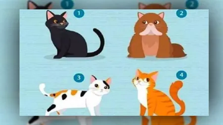 Pe care pisică din imagine ai adopta-o? Alegerea ta poate spune foarte multe despre personalitatea ta