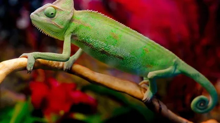 4 ZODII CAMELEON care pot DEPĂȘI orice PROVOCĂRI în care le-a aruncat viața