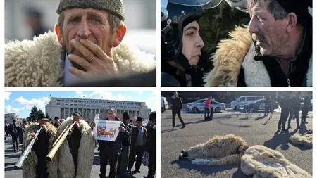 Ciobanii mută stâna în faţa Guvernului. Oierii protestează trei zile în Piaţa Victoriei