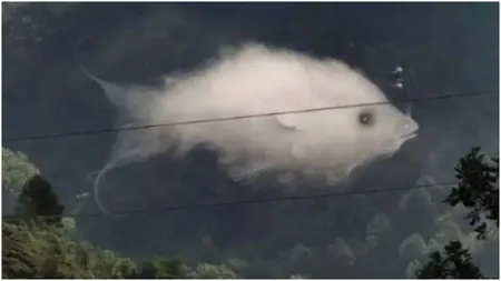 Iluzie optică virală. Ce spune despre tine ceea ce vezi în imagine pentru prima dată