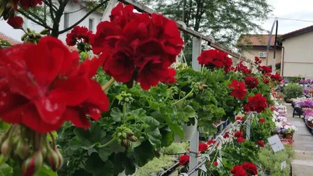 Cum se păstrează mușcatele în sezonul rece. Unde le poți depozita pe timp de iarnă și cum să le îngrijești