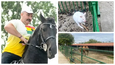 Percheziţii la Nuţu Cămătaru. A  fost vizat un cal furat, care nu a fost găsit, dar s-au descoperit canguri, cămile, maimuţe și păsări răpitoare!