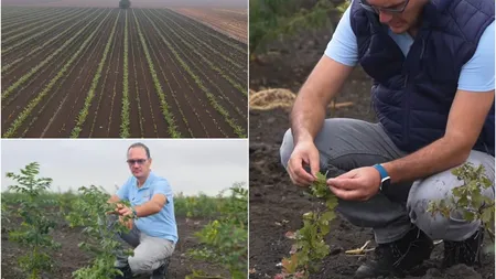 Un arădean a făcut primul pas către combaterea efectelor încălzirii globale. A plantat zeci de hectare de pădure: 