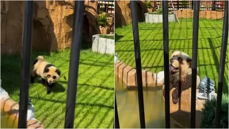 O grădină zoologică a vopsit câinii în alb și negru, prezentându-i drept urși panda. Reacțiile vizitatorilor. VIDEO