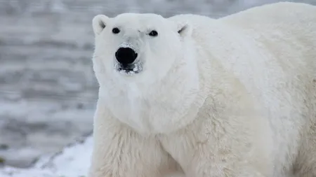 Urs polar găsit într-un oraș european. Autoritățile l-au ucis prin împușcare