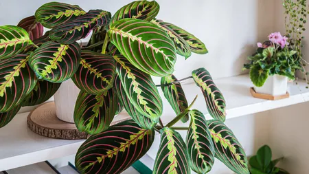 Vreți să aveți în casă planta care se roagă? Iată cât costă și ce dușmani are
