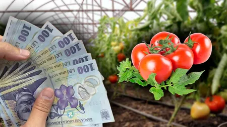 Programul TOMATA 2025 a suferit modificări: Cum se dă ajutorul de 1.500 euro