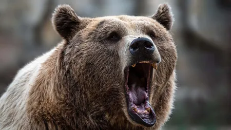 O fată de 14 ani, însărcinată, și un bărbat de 68 de ani, atacați de urs! UNDE s-a întâmplat și CARE este starea victimelor