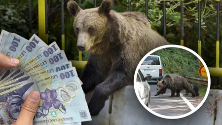 Turiștii care hrănesc urșii vor fi amendați de două ori. Autoritățile impun sancțiuni mai dure după ce animalele sălbatice au provocat pierderi omenești și pagube materiale uriașe