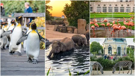 TOP 5 cele mai frumoase grădini zoologice din Europa. Locațiile pe care trebuie să le vizitezi dacă mergi în vacanță