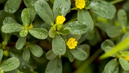 Ce este Portulaca. Era folosită de daci și face minuni pentru sănătate