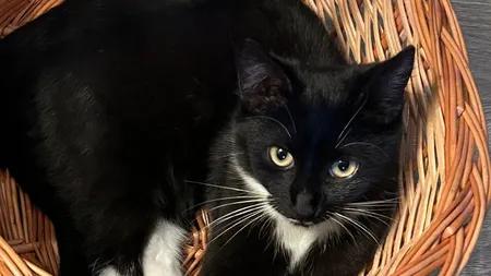 Pisica de apartament. Cât timp poate fi lăsată o felină singură în casă