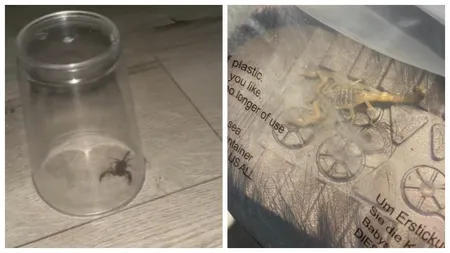 Șocant! O româncă a găsit un scorpion într-un colet comandat de pe Shein. Tânăra a postat imaginile în mediul online