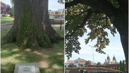Unde se află copacul din România care are peste 600 de ani. Falnicul stejar a fost martor mut al nenumăratelor evenimente care au marcat istoria țării