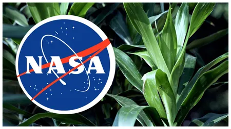 Planta recomandată de NASA pentru purificarea aerului. E ieftină, se udă la o săptămână și oferă beneficii mari pentru sănătate