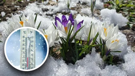 Flori pe care le poți lăsa afară iarna, în grădină sau pe balcon. Plantele care rezistă la îngheț pe tot parcursul sezonului rece