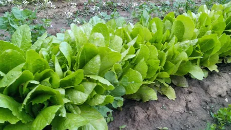 Planta care e cel mai bun analgezic în lupta cu durerea. Pe vremuri se folosea în loc de antibiotic
