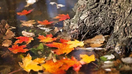 Prognoza meteo 1 noiembrie. Val de aer rece după zile de primăvară, vor fi temperaturi de îngheț și chiar ninsori