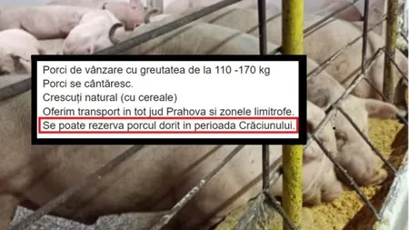 Porci rezervaţi cu două luni înainte de Crăciun. Cât costă acum kilogramul 