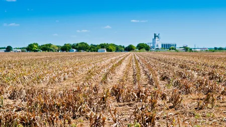 Compensații financiare pentru 230.000 de producători agricoli ale căror culturi au fost afectate de secetă. Ce sumă vor primi de la stat