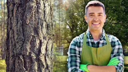 Pomul pe care să-l plantezi în grădină, până la 30 noiembrie 2024. Îți poartă noroc tot anul viitor, dă roade bogate