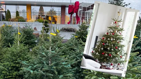 Ce prețuri au brazii naturali în 2024. Românii vor să simtă mirosul natural în case și sunt dispuși să scoată sute de lei din buzunar