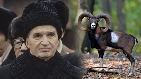Animalul care nu are ce căuta în România, dar pe care Ceaușescu și-a dorit nespus să-l vâneze fără să meargă în străinătate