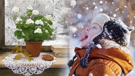 Cum îți protejezi florile de frig pe timp de iarnă. Trucuri simple pentru plante sănătoase în sezonul rece