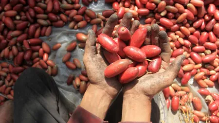 Fructul care îți resuscitează inima. În România poate fi cumpărat în special iarna, în varianta uscată