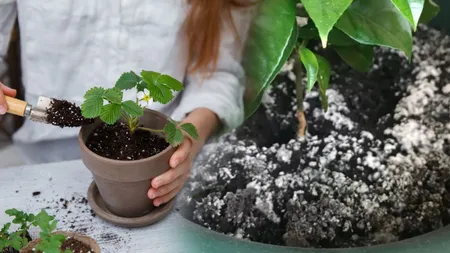 Motivul pentru care mucegaiul își face apariția în ghivecele plantelor. Cum scapi de această problemă sâcâitoare