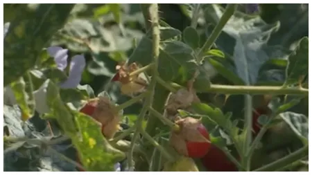 A apărut în România roșia cu țepi, modificată genetic de cercetătorii de la Buzău. S-a lucrat la ea timp de 20 de ani