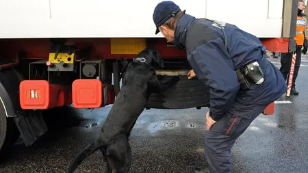 Şofer de TIR român plătit cu 8.000 de euro ca să transporte canabis în valoare de 1,5 milioane de euro. A ascuns 