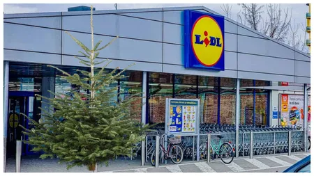 EXCLUSIV LIDL scoate la ofertă brazi naturali de Crăciun, la un preț excepțional. Se dau ca pâinea caldă!