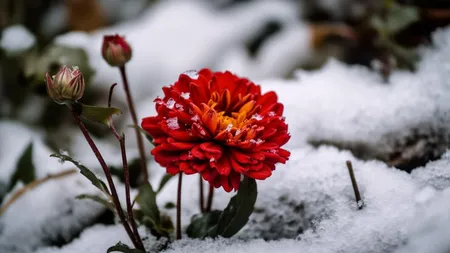 Florile pe care să le plantezi de sărbători în grădină. Înfloresc iarna și îți aduc norocul în casă