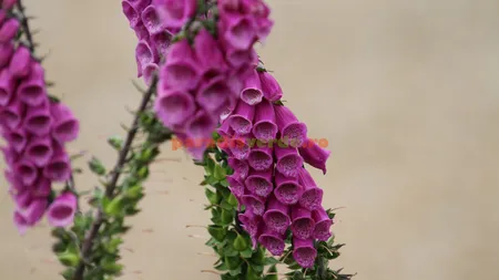 Floarea 