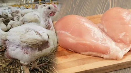 De ce apar dungile albe pe carnea de pui vândută de Kaufland, Carrefour, Auchan și Lidl