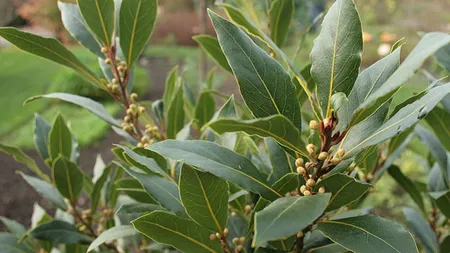 Planta aromatică ce susține digestia și ajută ficatul. Toți românii ar trebui să o consume în perioada sărbătorilor