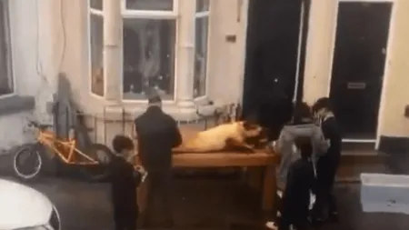 Români filmați când pârleau porcul pe stradă, în Marea Britanie. ”Comportament normal în lumea a treia”