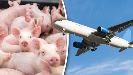 Un avion care a plecat de la Amsterdam a aterizat de urgență pentru că pasagerii nu au mai suportat mirosul celor 100 de porci din cală