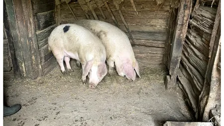 Porcul de Crăciun, împărțit de românii care nu-și permit să cumpere unul întreg: ”E mai convenabil”. Cât a ajuns să coste kilogramul de carne