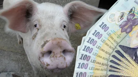 Cât costă un porc de Crăciun în 2024. Se vinde pe TikTok, Facebook sau OLX, la kg, la jumătate sau în viu! Mai este puţin şi se vând în Bitcoin!