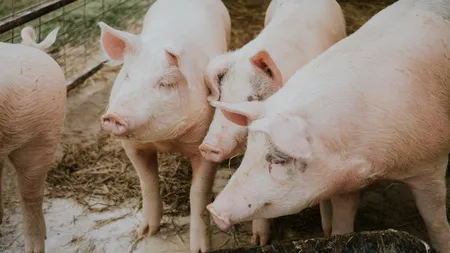 Atenție, risc major de îmbolnăvire! La ce trebuie să fim foarte atenți când mâncăm carne