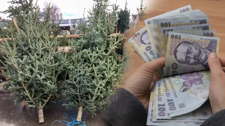 Cât costă un brad de Crăciun vândut de Romsilva în 2024. Românii au la dispoziție 18 mii de pomi din care să aleagă în sezonul sărbătorilor de iarnă