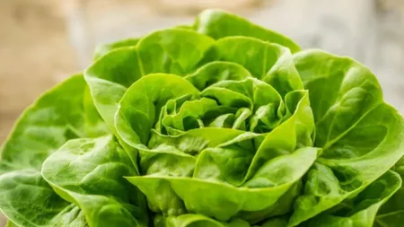 Salată verde în decembrie! Locul din România unde iarna e ca vara pentru producătorii de legume. Cât costă să avem pe masă ce se cultivă acolo