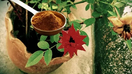 Presară scorțișoară plantelor tale în acest loc și va fi începutul unor flori fericite. Cum și când se administrează